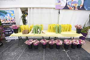 marathon Royan Charente-Maritime